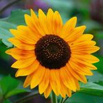 Sun_Dee