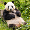 UnknownPanda